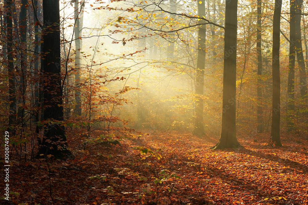 Fototapeta premium Autumn morning in old forest