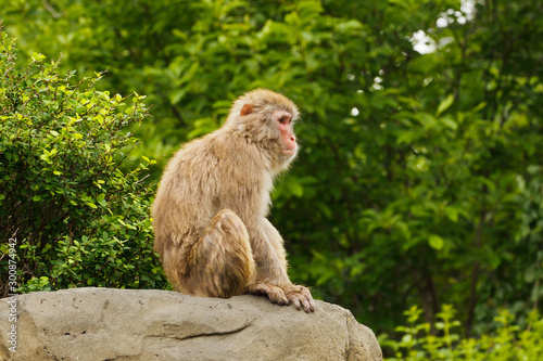 Japanese Macaque,  Macaca fuscata, captive