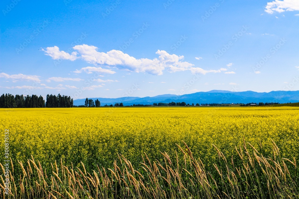 Canola Fields Forever Canola Fields Forever