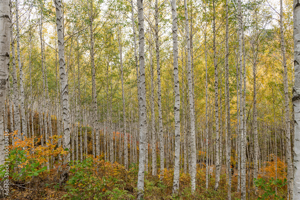 Fototapeta premium A grove of birch trees with autumn foliage