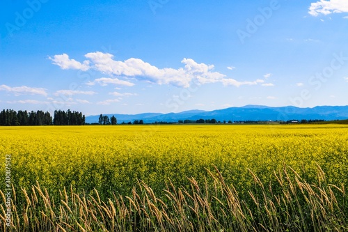 Canola Fields Forever