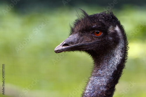 Emu, Dromaius novaehollandiae, captive, in profile