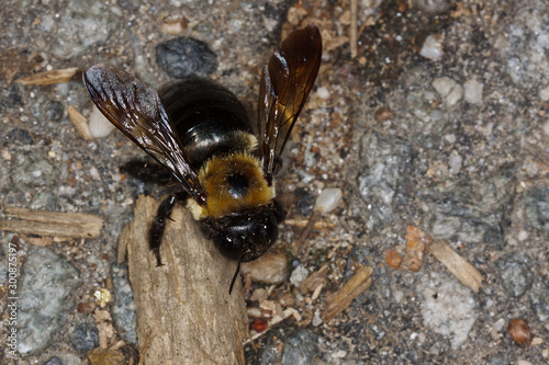 Eastern Carpenter Bee photo