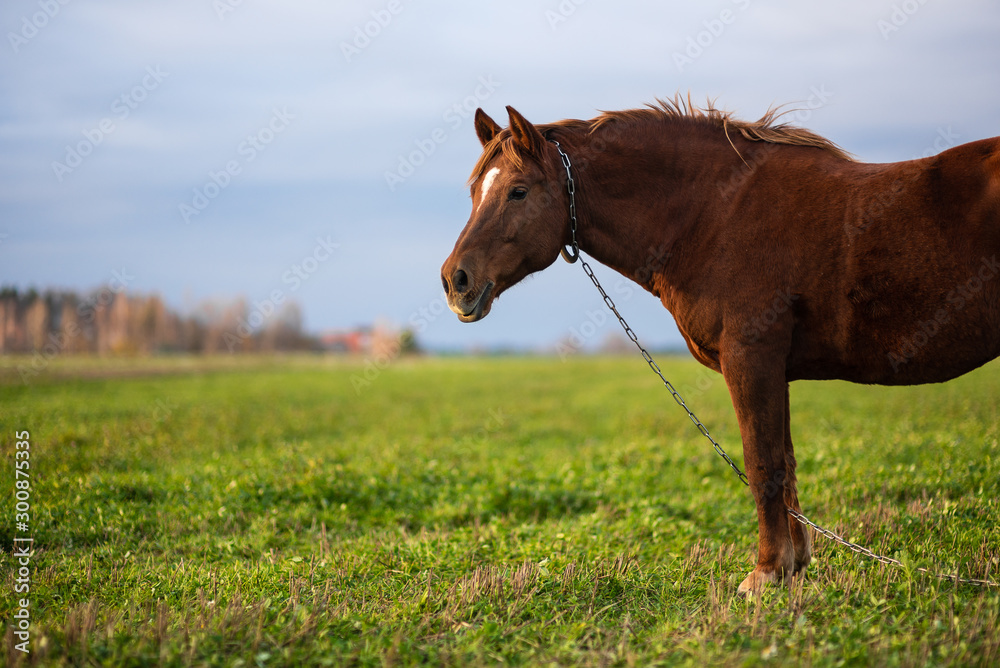 Fototapeta premium Horse on green pasture with green grass against the sky. Brown horse on the farm