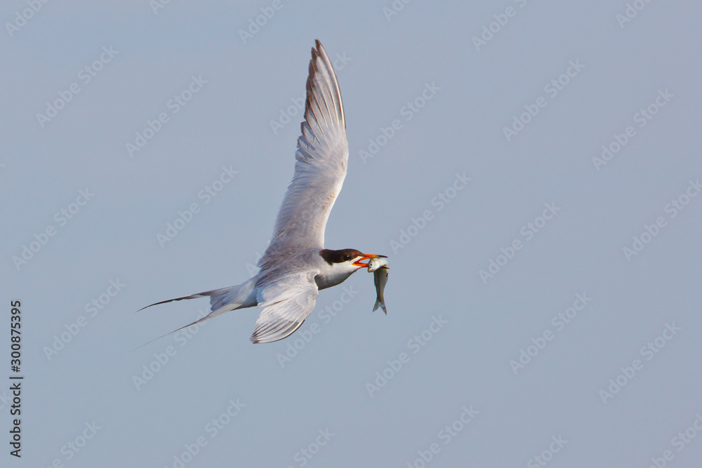 Obraz premium Elegant Tern in flight carrying a fish