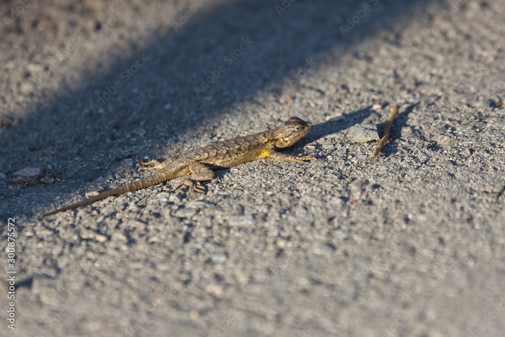 Western Fence Lizard, Sceloporus occidentalis Western Fence Lizard, Sceloporus occidentalis