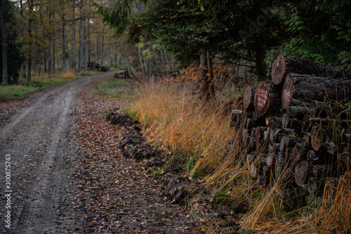 Holzstoss am Wegesrand in Mischwald Schönbuch photo