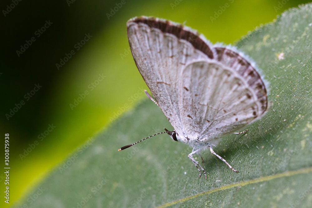 Obraz premium Summer Azure Butterfly, Celastrina ladon neglecta, perched on green leaf