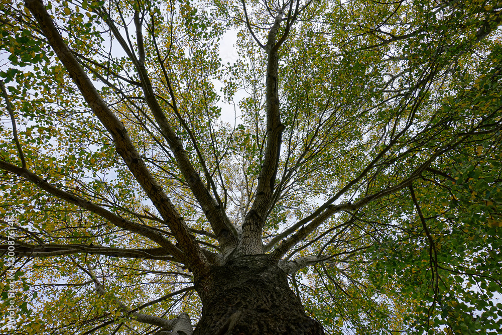Fototapeta premium crown of trees