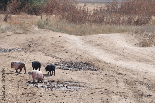 small pigs in the mug, farm animals, free range pigs