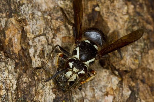 Baldfaced Hornet, Dolichovespula maculata © elharo
