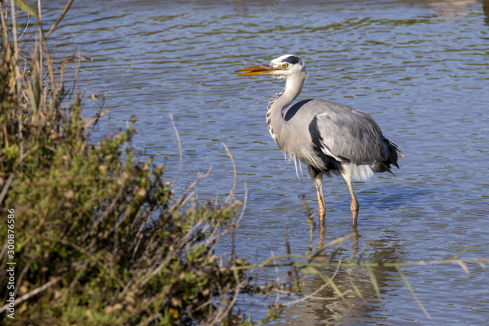 Obraz premium Grey heron in the Camargue in France