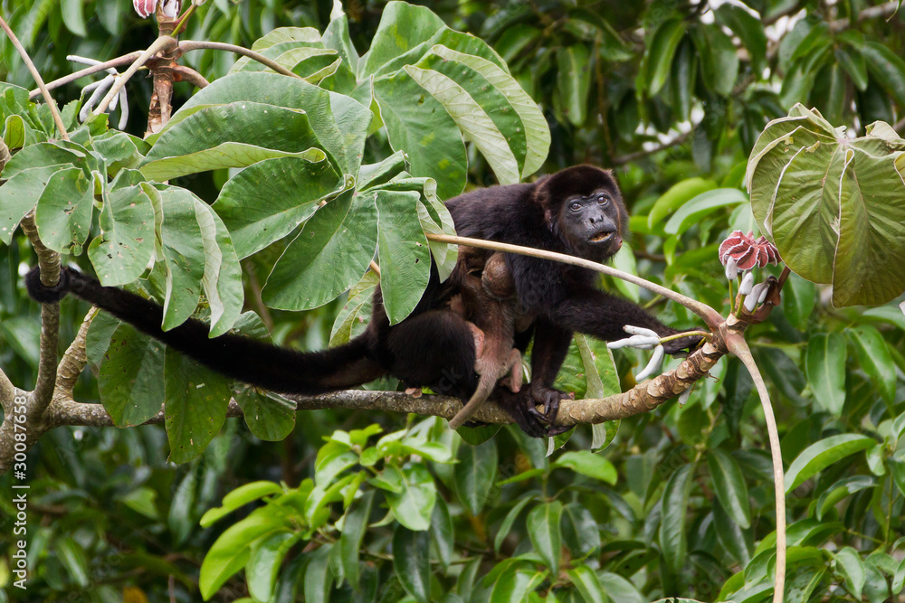 Mantled Howler, Alouatta palliata, with baby clinging Mantled Howler, Alouatta palliata, with baby clinging