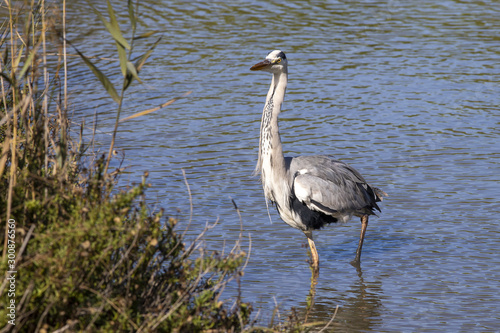 Grey heron in the Camargue in France