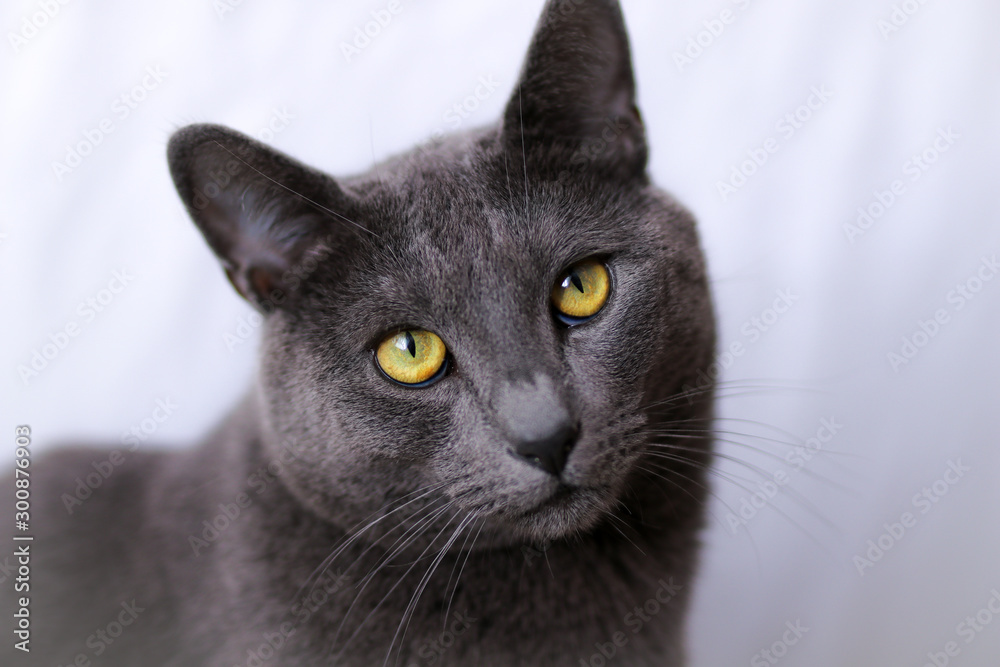 Portrait of a Russian blue cat.  Sad gray cat.