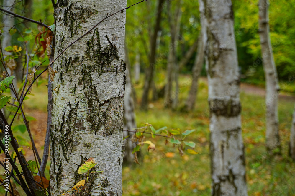 Obraz premium birch in the forest