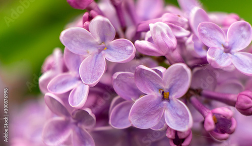 closeup of purple flower © Oto