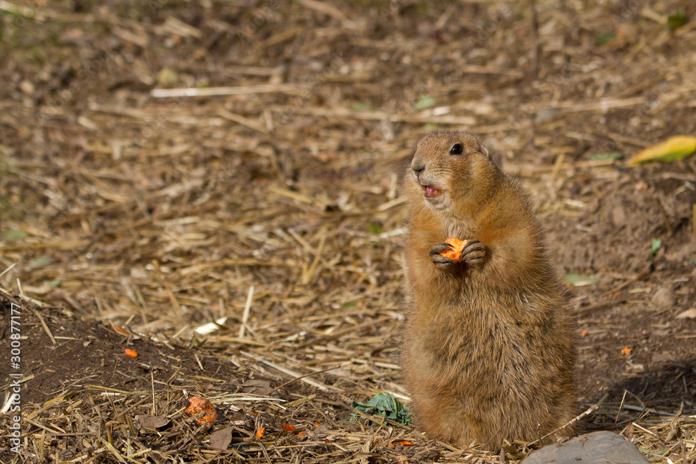 Fototapeta premium Black-tailed Prairie Dog, Suricata suricatta, captive