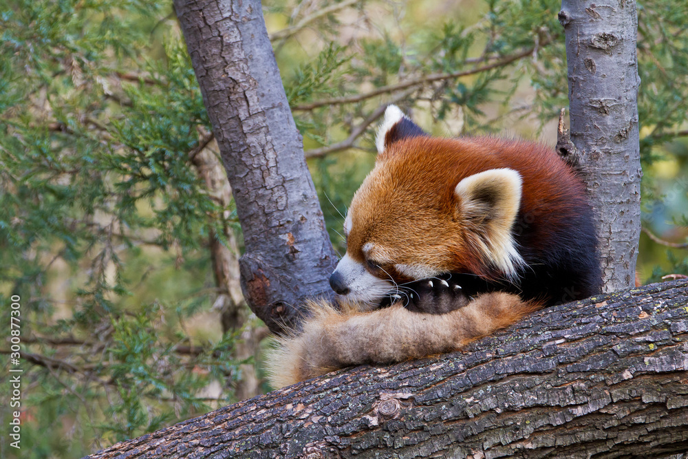 Fototapeta premium Firefox, Ailurus fulgens (captive)