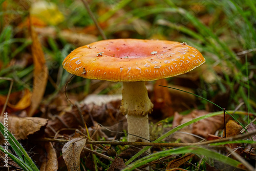 mushroom in the forest © vartzbed