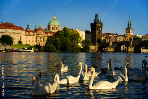 White swans near Charles Bridge in Prague