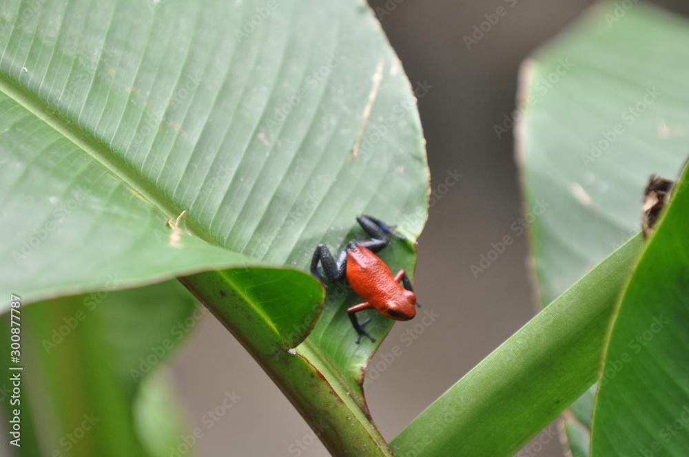 Fototapeta premium Petite Grenouille rouge, Costa Rica