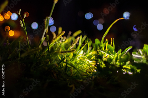 grass at night in the light