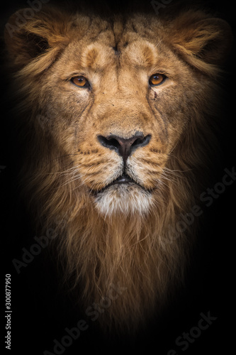 Lion is a large predatory strong and beautiful cat with a magnificent mane of hair. isolated black background