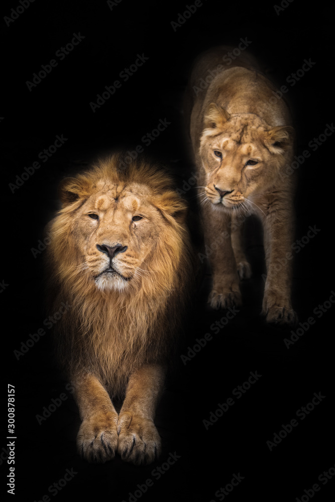 Male and his wife. (King and queen) Lion is a large predatory strong and beautiful cat with a magnificent mane of hair. isolated black background