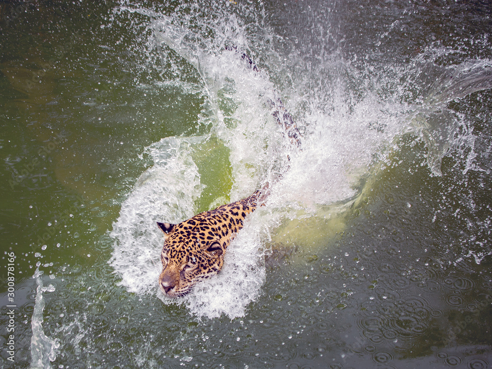 Obraz premium Jaguars are swimming in nature.