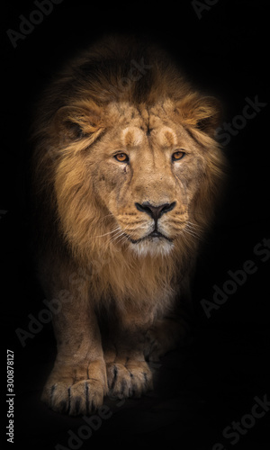 Way out of the night. Lion is a large predatory strong and beautiful cat with a magnificent mane of hair. isolated black background