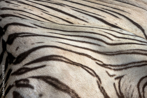 Textures and skins of white tiger.