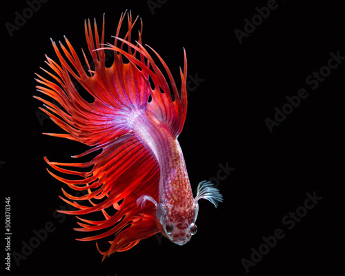 Colorful Siamese fighting fish on a black background.