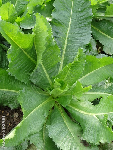 Dipsacus sativus, plants and flowers by autumn, Zagreb, Croatia, Europe