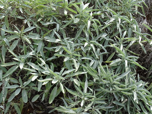 Wallpaper Mural Salvia officinalis, plants and flowers by autumn, Zagreb, Croatia, Europe Torontodigital.ca