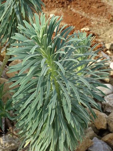 Euphorbia characias subsp. wulfenii, plants and flowers by autumn, Zagreb, Croatia, Europe photo