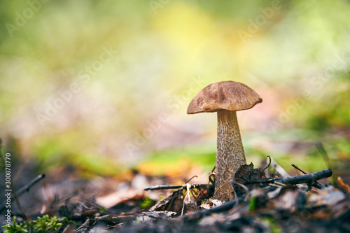 Leccinum versipelle mushroom in autumn forest. Orange birch bolete. Edible healthy meal. photo