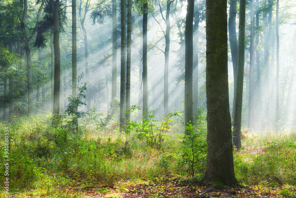 Fototapeta premium Autumn morning in old forest
