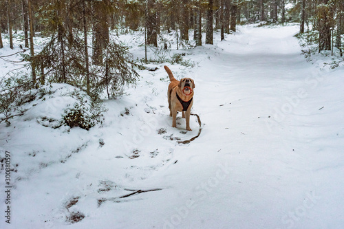 a dog Labrador retriever stands with a toy in the winter forest