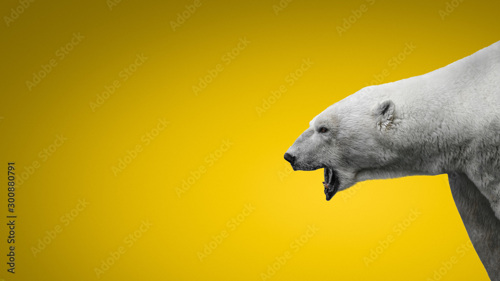 Polar Bears Are Aggressive