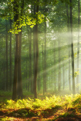Fototapete Khaki Herbstmorgen im alten Wald  © Piotr Krzeslak