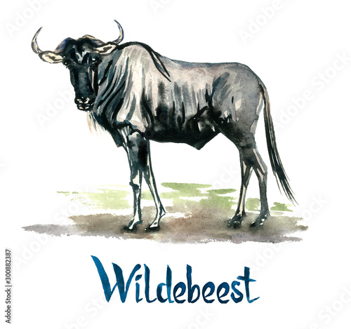 Wildebeest antelope  handpainted watercolor illustration isolated on white  element for design