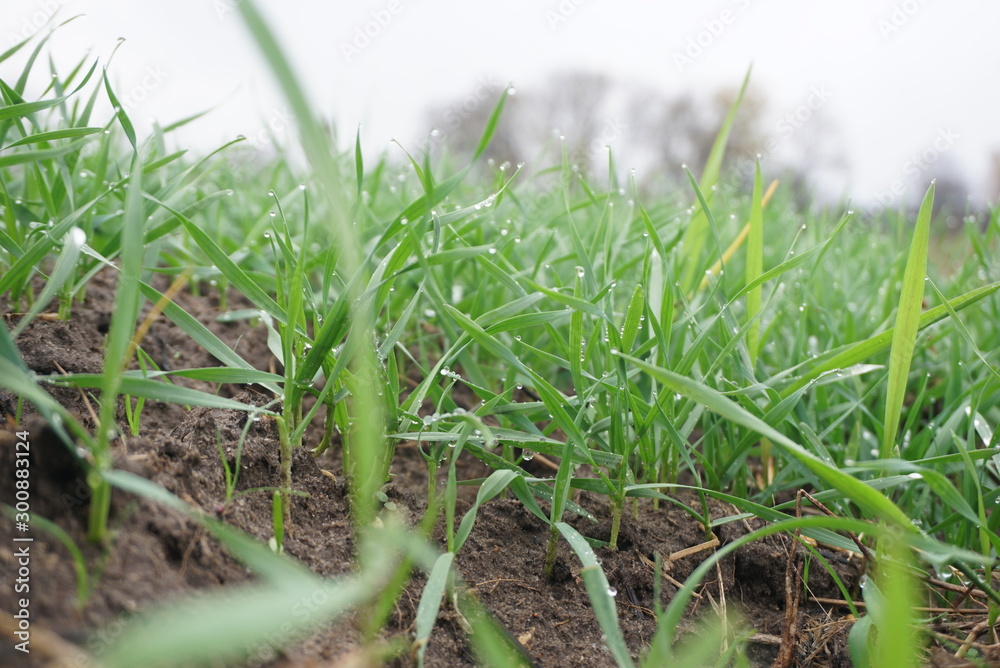 Young wheat seedlings growing in a field Young wheat seedlings growing in a field