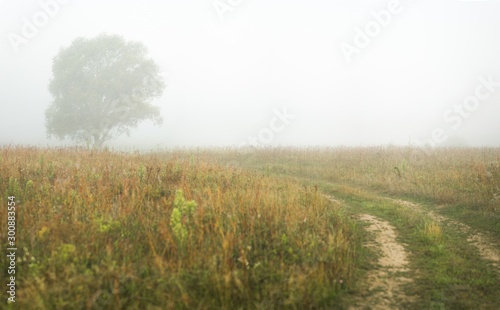 Beautiful panoramic early morning foggy countryside nature background. Green meadow, single foggy tree, rural road and horizon line. Horizontal color photography.