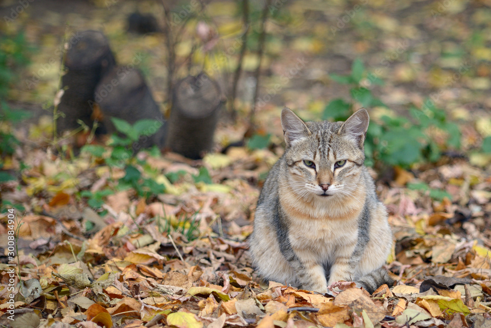 Stray cat