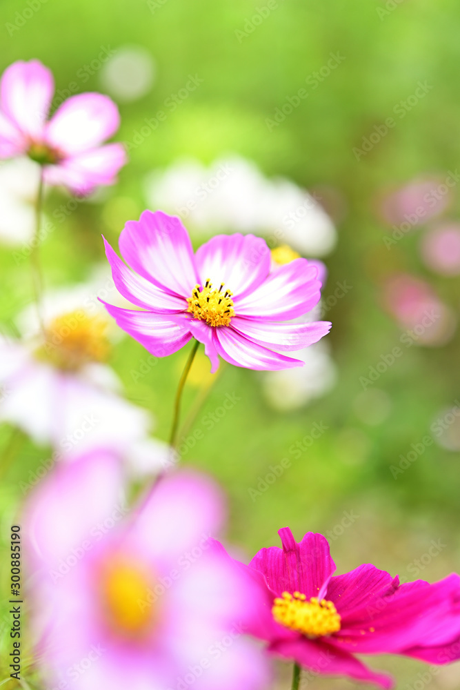 Fototapeta premium コスモス