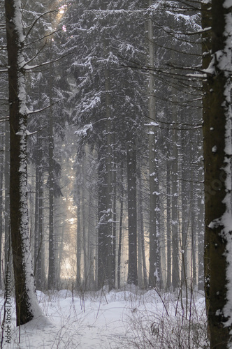 Snowy Winter Forest Landscape. Winter wonderland. 