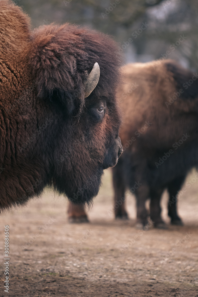 Close up of the head of a buffalo Close up of the head of a buffalo
