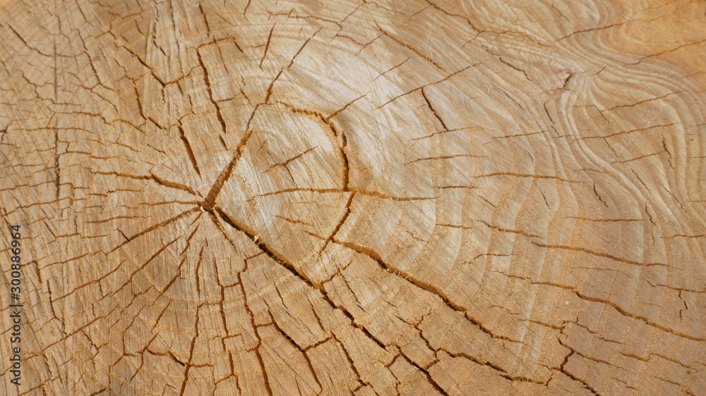 Fototapeta premium sawn wood texture
