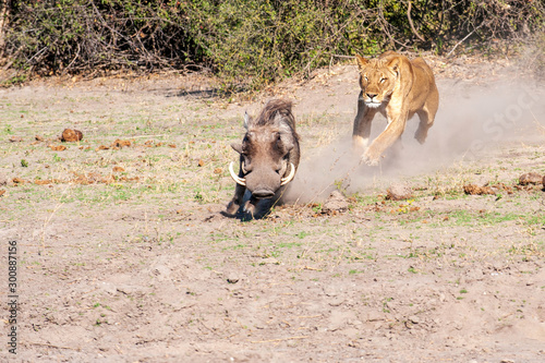 Lioness chase images in a series of images, 4/9 lioness chasing a warthog